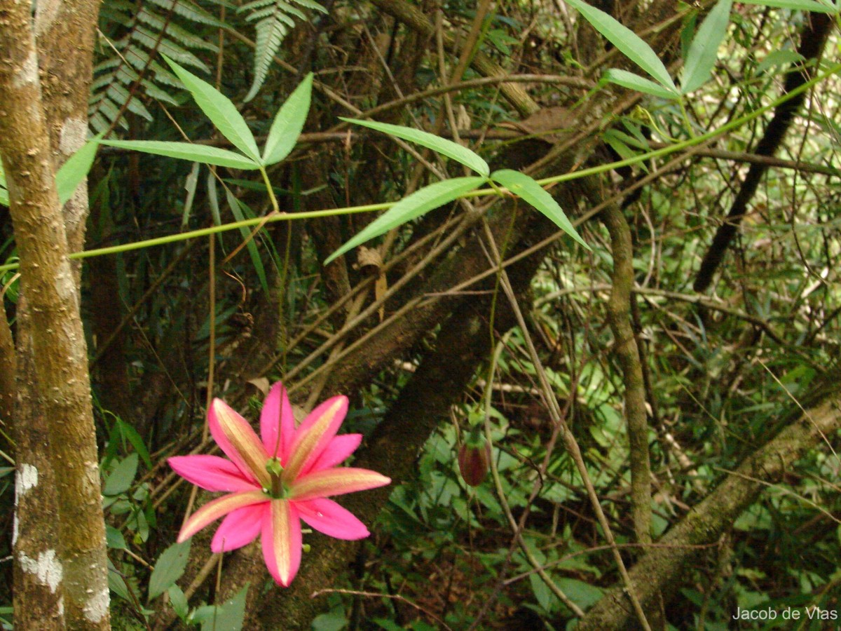Passiflora antioquiensis H.Karst.